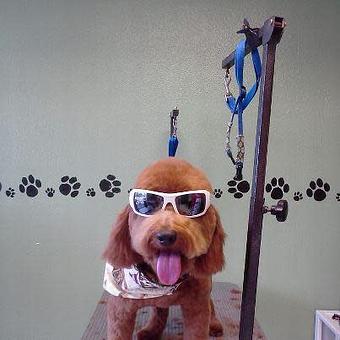 Product - The Tailored Tail in Houston, TX Custom Sewing & Alterations Product - The Tailored Tail in Houston, TX Custom Sewing & Alterations