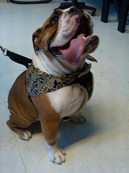 Product - The Tailored Tail in Houston, TX Custom Sewing & Alterations Product - The Tailored Tail in Houston, TX Custom Sewing & Alterations