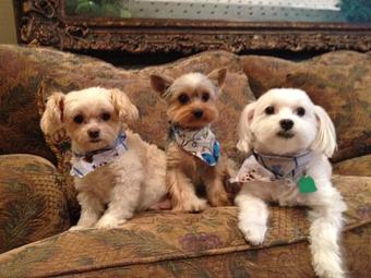 Product - The Tailored Tail in Houston, TX Custom Sewing & Alterations Product - The Tailored Tail in Houston, TX Custom Sewing & Alterations