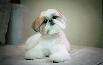 Product - The Tailored Tail in Houston, TX Custom Sewing & Alterations Product - The Tailored Tail in Houston, TX Custom Sewing & Alterations