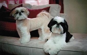 Product - The Tailored Tail in Houston, TX Custom Sewing & Alterations Product - The Tailored Tail in Houston, TX Custom Sewing & Alterations