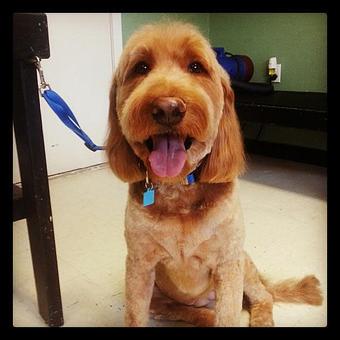 Product - The Tailored Tail in Houston, TX Custom Sewing & Alterations Product - The Tailored Tail in Houston, TX Custom Sewing & Alterations