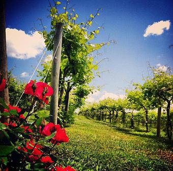 Product - Tiger Mountain Vineyards in Tiger, GA American Restaurants