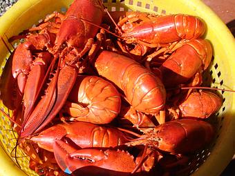 Product: Basket of Lobster - Union River Lobster Pot in Downtown Ellsworth - Ellsworth, ME Seafood Restaurants