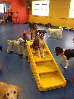 Product - Urban Pooch in Chicago, IL Pet Boarding & Grooming