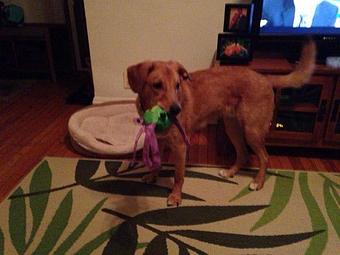 Product - Urban Pooch in Chicago, IL Pet Boarding & Grooming