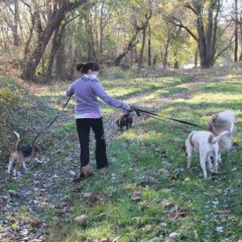 Product - Wash That Dog! in Alexandria, VA Pet Boarding & Grooming