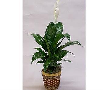 Product - Watson Flower Shops in Gilbert, AZ Florists