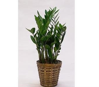 Product - Watson Flower Shops in Gilbert, AZ Florists