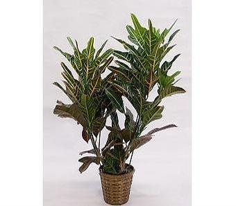 Product - Watson Flower Shops in Gilbert, AZ Florists