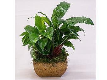 Product - Watson Flower Shops in Gilbert, AZ Florists