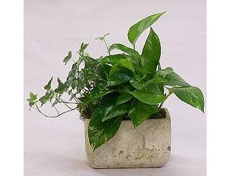 Product - Watson Flower Shops in Gilbert, AZ Florists