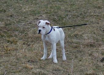 Product - Whitehall Animal Country Club in Bloomington, IN Country Clubs