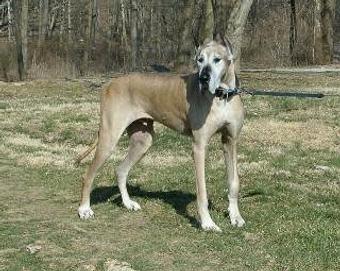 Product - Whitehall Animal Country Club in Bloomington, IN Country Clubs