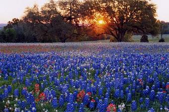 Product - Wildflower Cafe in Ennis, TX American Restaurants