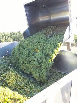 Product - Willow Crest Wine Estates in Prosser, WA Wine Manufacturers