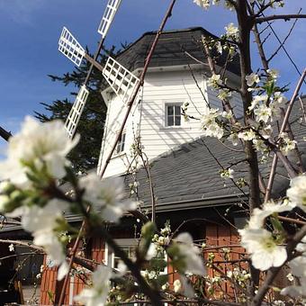 Product - Windmill Cafe in Santa Cruz, CA Coffee, Espresso & Tea House Restaurants