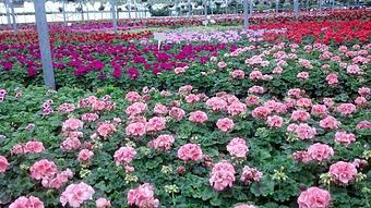 Product - Woldhuis Farms Sunrise Greenhouse in Grant Park, IL Business Services
