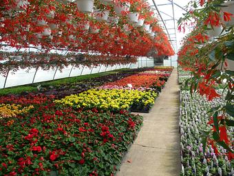Product - Woldhuis Farms Sunrise Greenhouse in Grant Park, IL Business Services