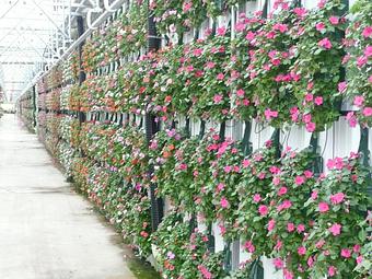 Product: Hanging bags - Woldhuis Farms Sunrise Greenhouse in Grant Park, IL Business Services