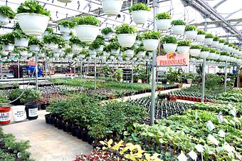 Product - Woldhuis Farms Sunrise Greenhouse in Grant Park, IL Business Services