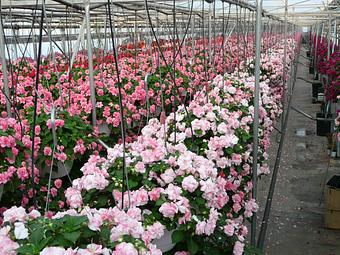 Product - Woldhuis Farms Sunrise Greenhouse in Grant Park, IL Business Services