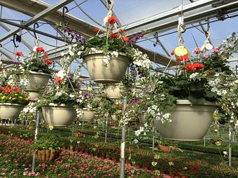 Product - Woldhuis Farms Sunrise Greenhouse in Grant Park, IL Business Services