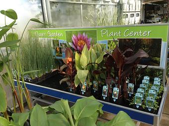 Product - Woldhuis Farms Sunrise Greenhouse in Grant Park, IL Business Services
