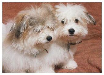Product - Young at Heart Cotons in State College, PA Pet Care Services