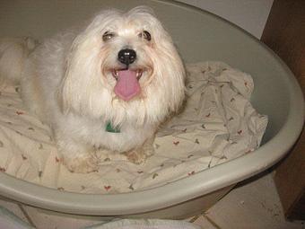 Product - Young at Heart Cotons in State College, PA Pet Care Services