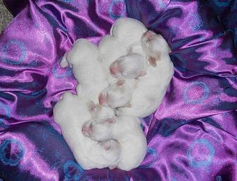 Product - Young at Heart Cotons in State College, PA Pet Care Services