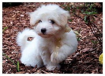 Product - Young at Heart Cotons in State College, PA Pet Care Services