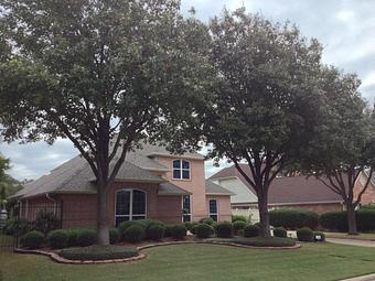 Exterior: Sculpted Lawn - 1-Two-Tree Trimming in San Antonio, TX Ornamental Nursery Services