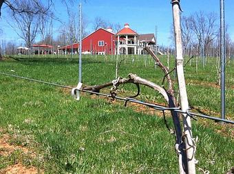 Exterior - Cana Vineyards and Winery of Middleburg in Middleburg, VA Wine Manufacturers