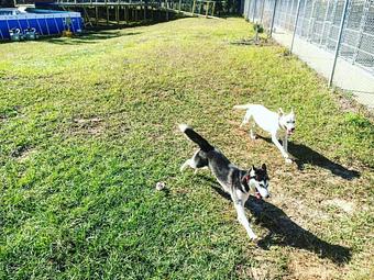 Exterior - Dogpatch Downs in Ocala, FL Pet Care Services