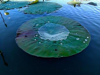 Exterior - Floating Lotus Therapeutic Spa & Health Center in Gainesville, FL Day Spas