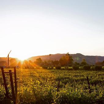 Exterior - Honig Vineyard & Winery in Rutherford, CA Bars & Grills