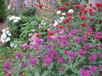 Exterior: Horticulture & Garden Services including Perennial & Seasonal Color Planting Services - Maple Crest Landscape in Medina, MN Candy & Confectionery