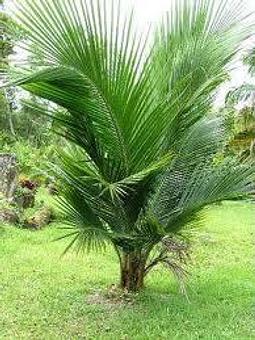 Exterior - Pompei Nursery in Oakley, CA Nurseries & Garden Centers