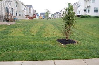 Exterior - Prolawnplus in BALTIMORE, MD Business Services