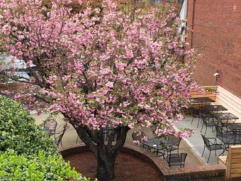 Exterior - Sir Edmond Halley's in Myers Park - Charlotte, NC Hamburger Restaurants