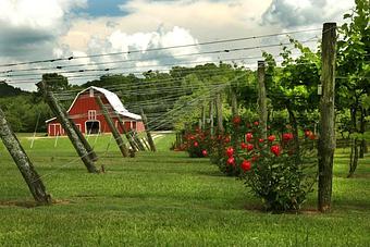Exterior - Tiger Mountain Vineyards in Tiger, GA American Restaurants