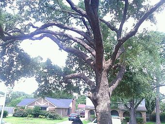 Exterior - TNT Tree Service in Kingwood, TX Ornamental Nursery Services