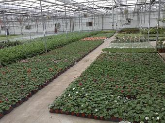 Exterior - Woldhuis Farms Sunrise Greenhouse in Grant Park, IL Business Services