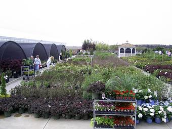 Exterior: Trees and Shrubs - Woldhuis Farms Sunrise Greenhouse in Grant Park, IL Business Services