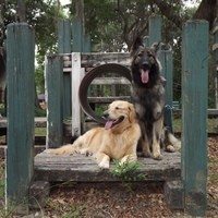 Photos Uploaded - Raleigh NC Dog Training | Project Good Dog - Photo (28015)