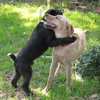 Photos Uploaded - Raleigh NC Dog Training | Project Good Dog - Photo (28017)