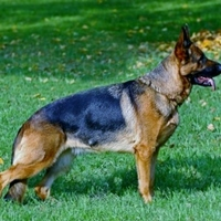 Photos Uploaded - Raleigh NC Dog Training | Project Good Dog - Photo (28018)