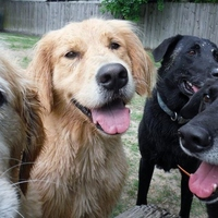 Photos Uploaded - Raleigh NC Dog Training | Project Good Dog - Photo (28019)