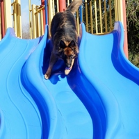 Photos Uploaded - Raleigh NC Dog Training | Project Good Dog - Photo (28020)